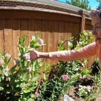 Utah woman works to revive monarch butterfly populations