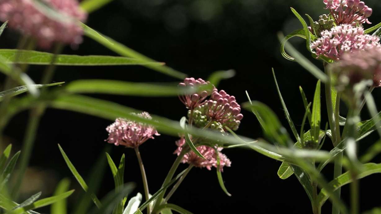 One of the many varieties of milkweed is shown. Monarch butterflies depend on the plant.