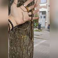 Have You Seen This? Hopefully you won't see this giant stick insect in your yard