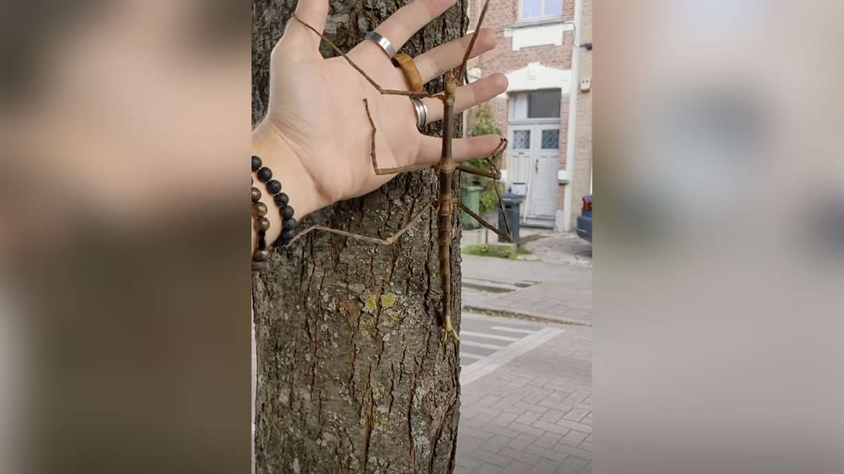 A female of the stick insect (phasmid) species Phryganistria tamdaoensis, is shown in Belgium June 6.