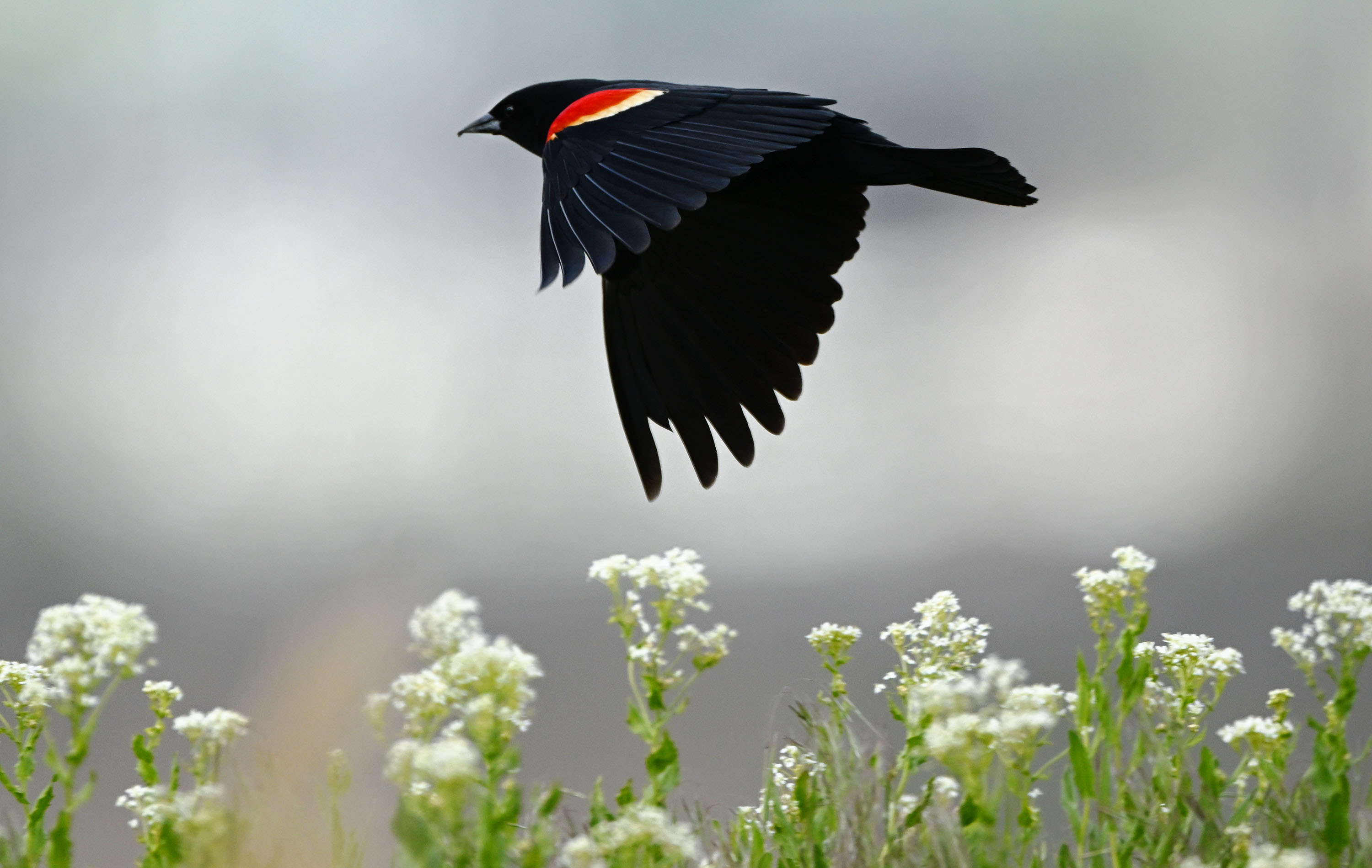 Utah, Great Salt Lake trust award $5.4M in more wetlands improvement projects