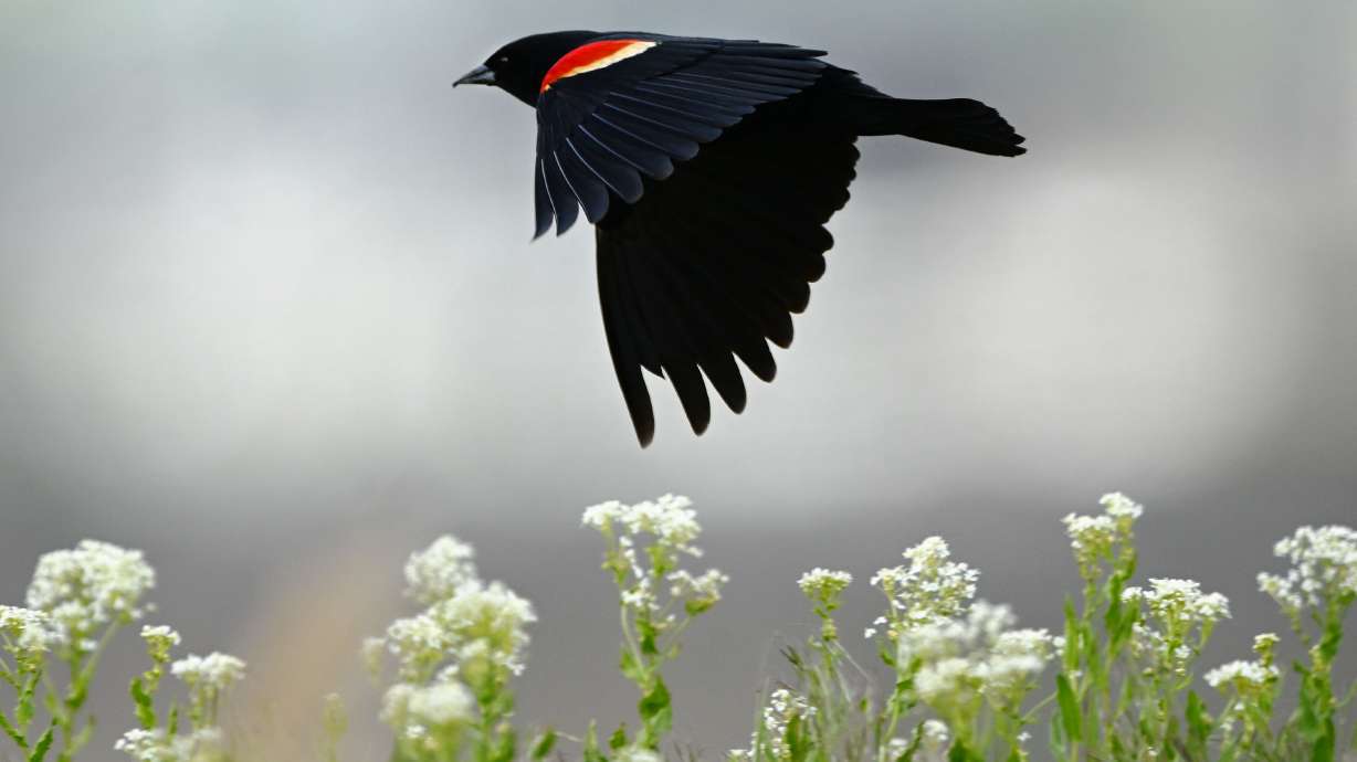 A male red-winged blackbird flies around the wetlands near the Farmington Bay Waterfowl Management Area on May 8, 2024. A new self-guided birdwatching challenge seeks to help Utahns enjoy the fall migration season and fund bird habitat projects.
