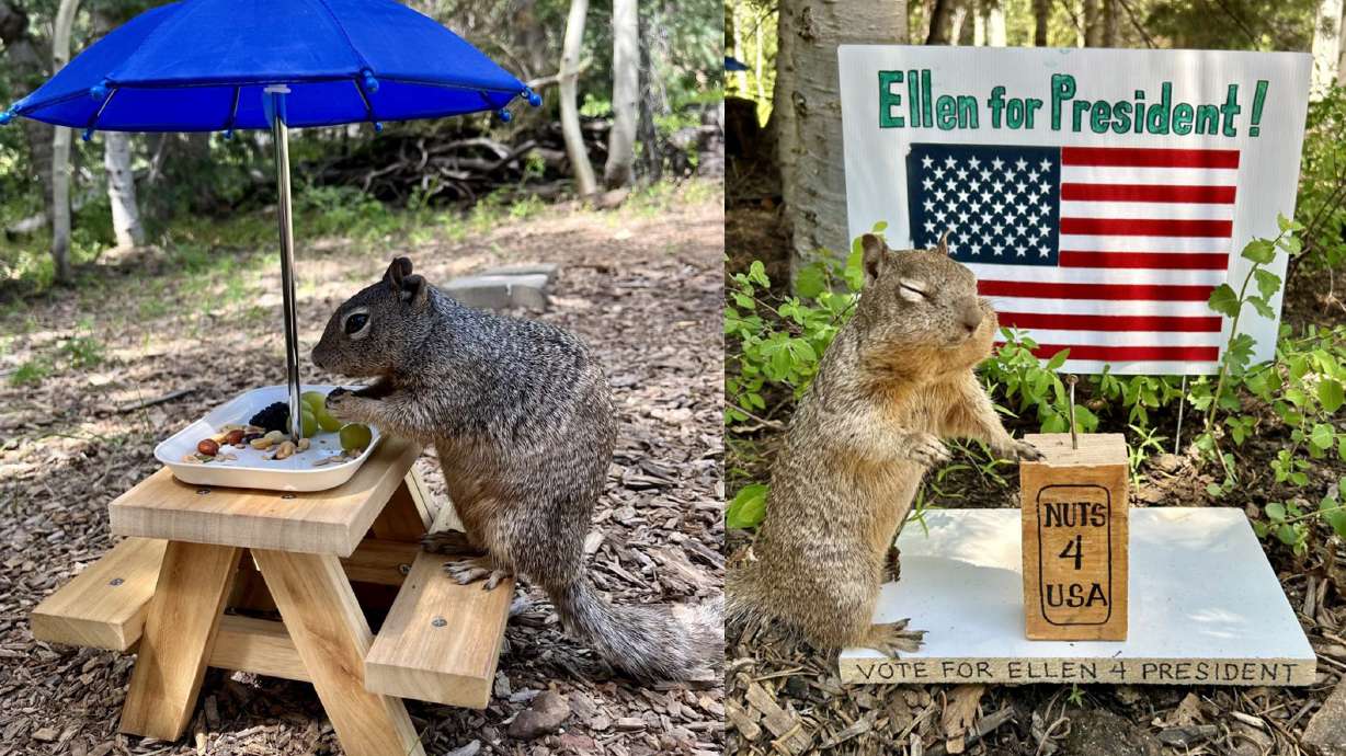 Ellen the squirrel poses for a photo with a mini picnic table and a lectern in Kolob, in these undated images.