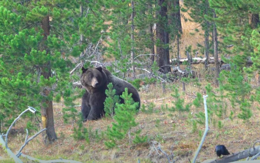 Avoiding risk: Keeping kids safe in bear country