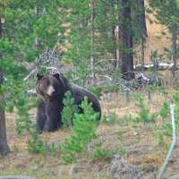 Avoiding risk: Keeping kids safe in bear country