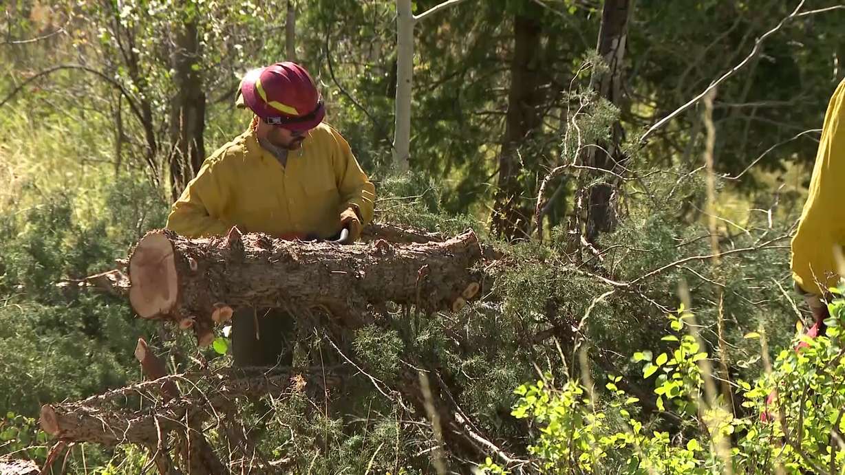 A firefighter cuts down a juniper tree in order to reduce wildfire risk in Cache County on Thursday.