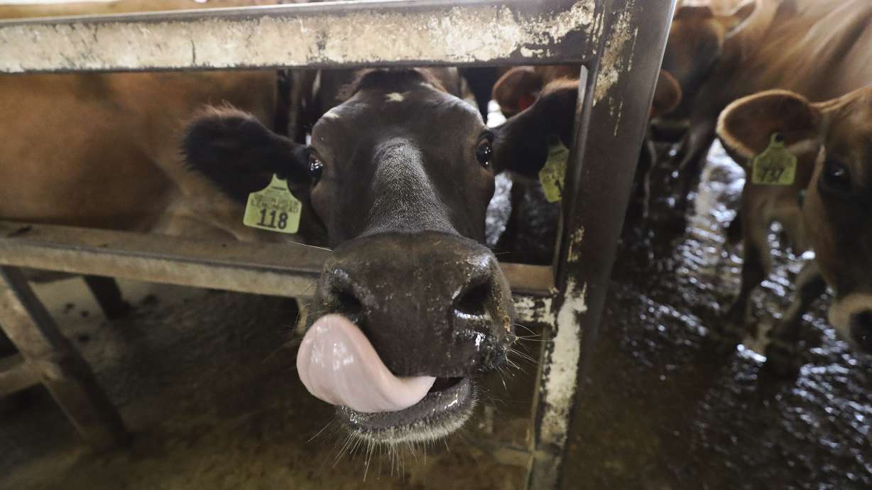 A Utah legislator wants to amend Utah's stringent raw milk regulations to help producers. State agriculture officials say they have concerns with the proposal.