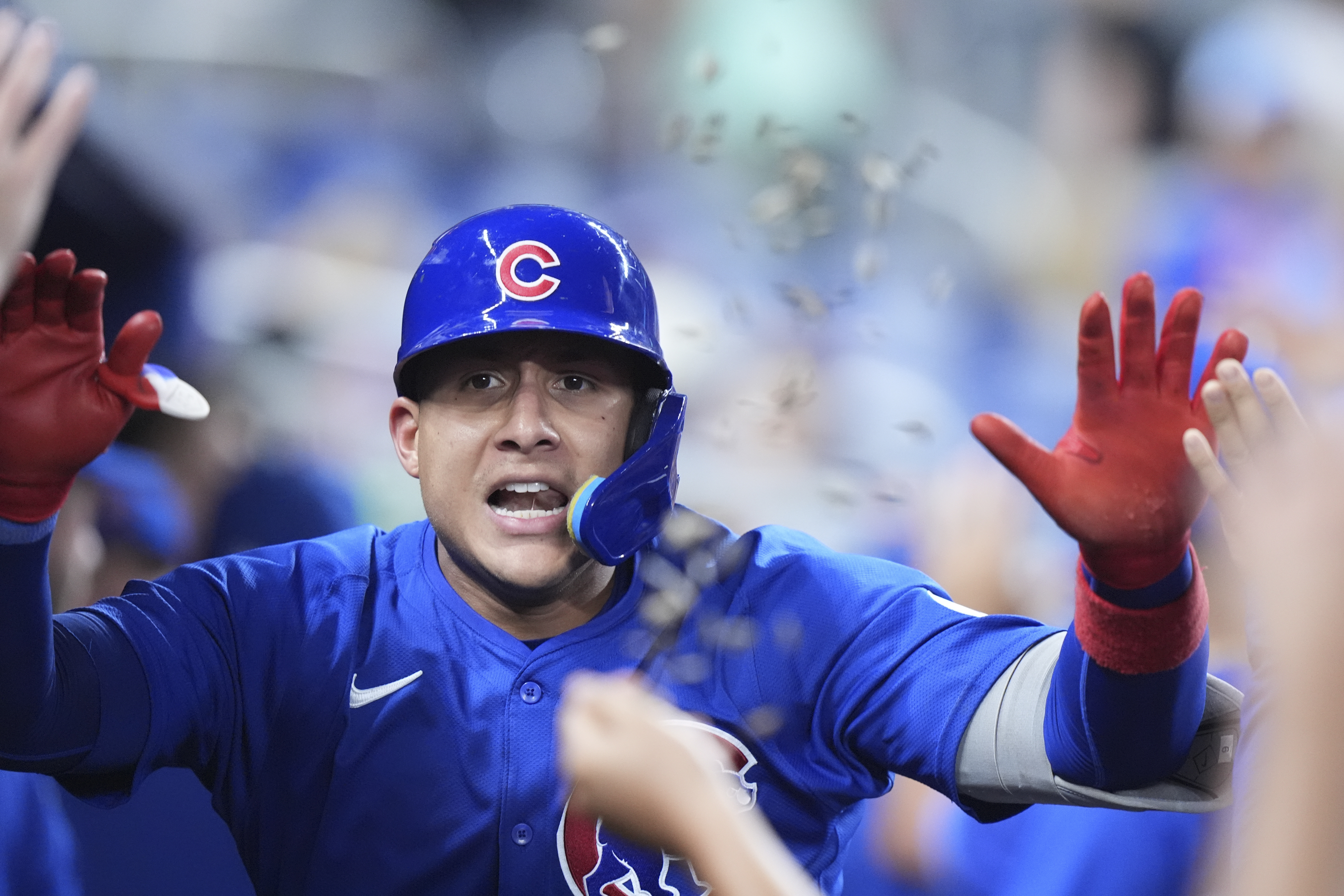Chicago Cubs' Miguel Amaya is congratulated by teammates after he hit a home run scoring Pete Crow-Armstrong during the ninth inning of a baseball game against the Miami Marlins, Friday, Aug. 23, 2024, in Miami. 