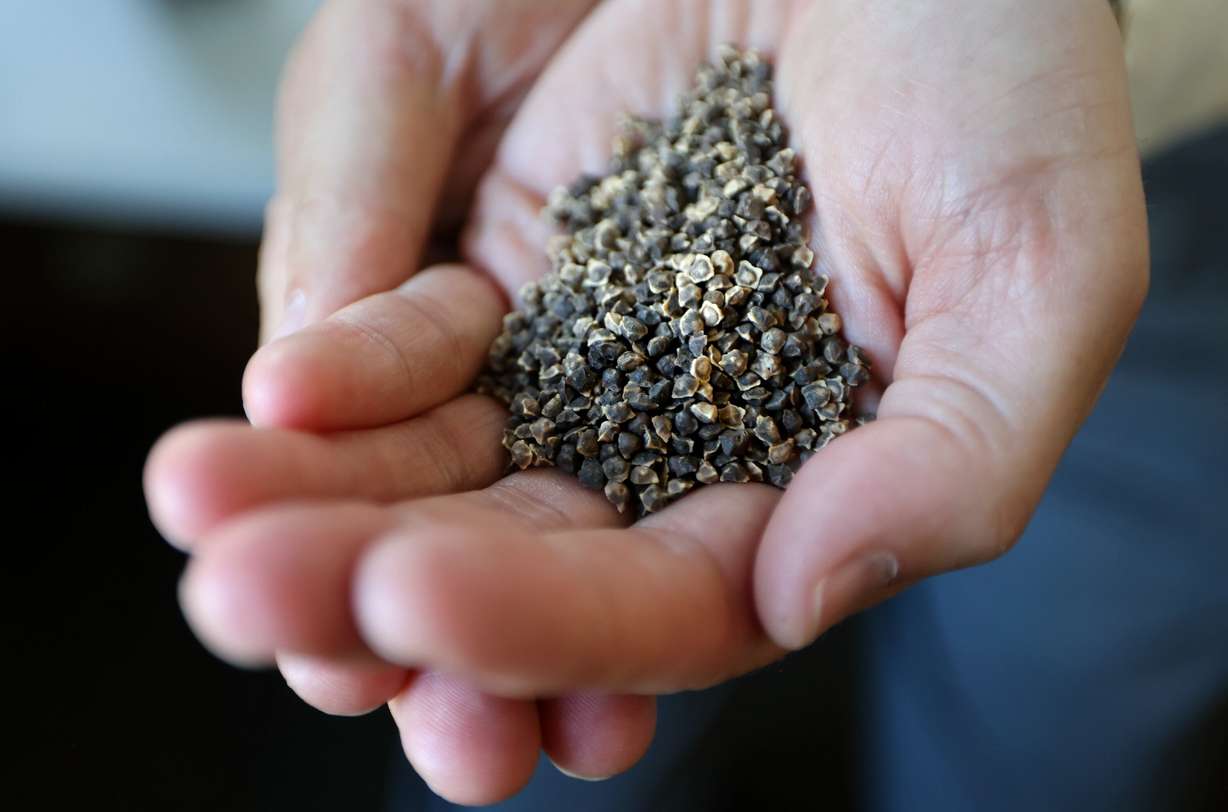 Matthew C. Godfrey, Church History Department senior managing historian of outreach and engagement, holds sugar beet seeds in his office at the Church History Library in Salt Lake City on Aug. 13.