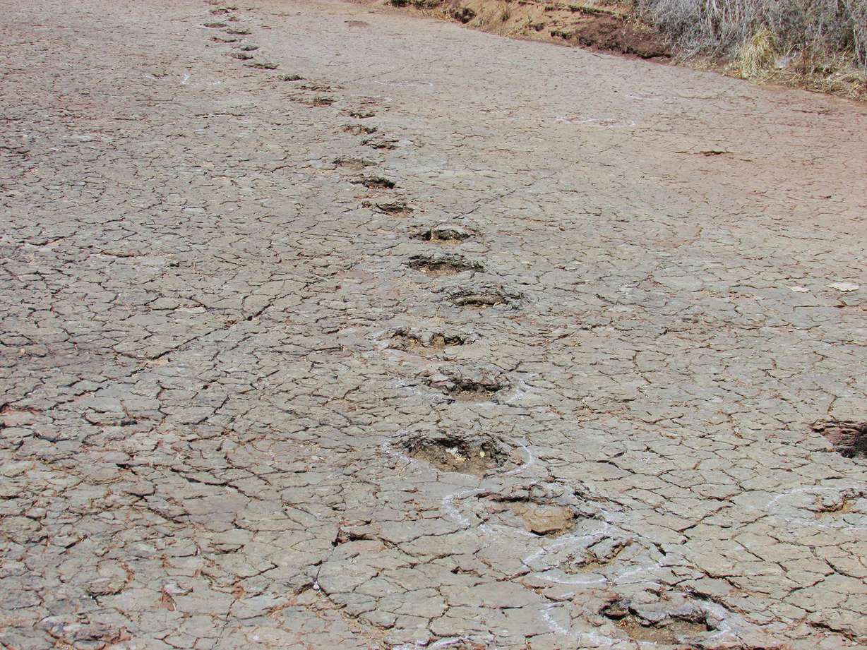 Footprints belonging to dinosaurs were preserved in floodplain deposits within the Sousa Basin in Brazil in this undated image.
