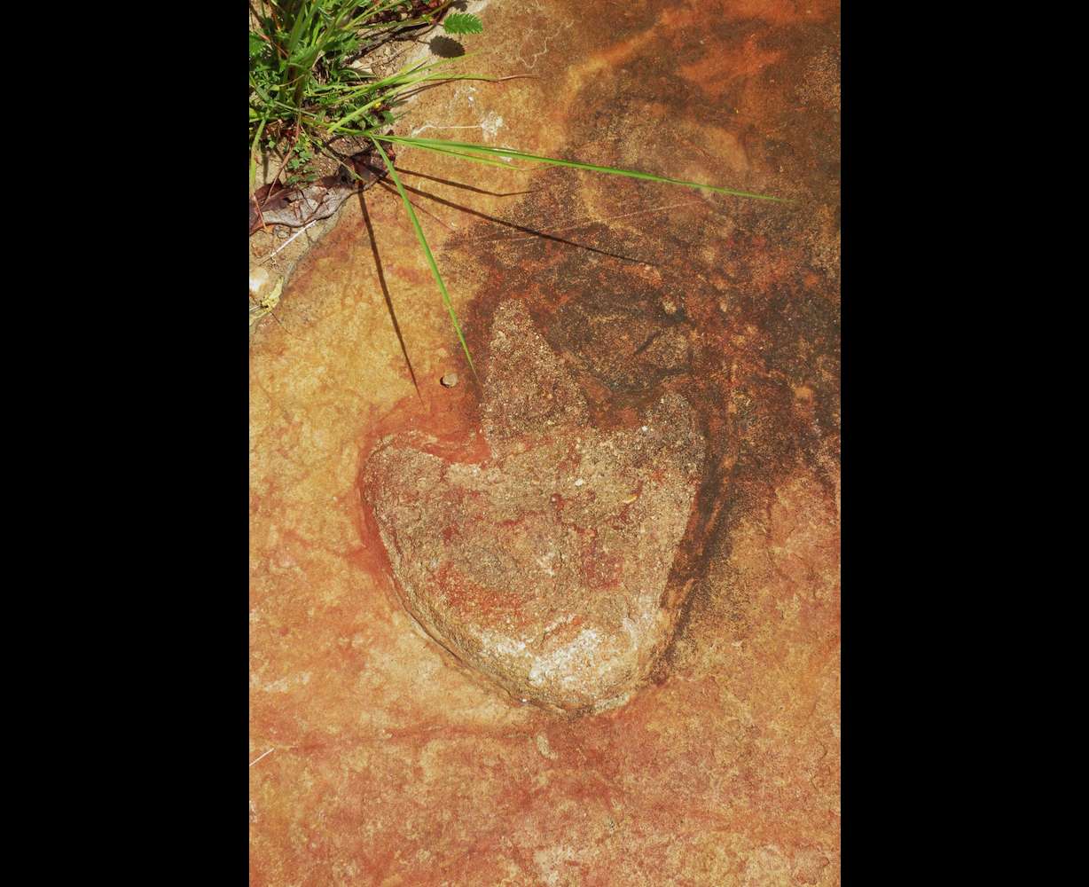 A theropod footprint appears in this image from the Sousa Basin in northeastern Brazil.