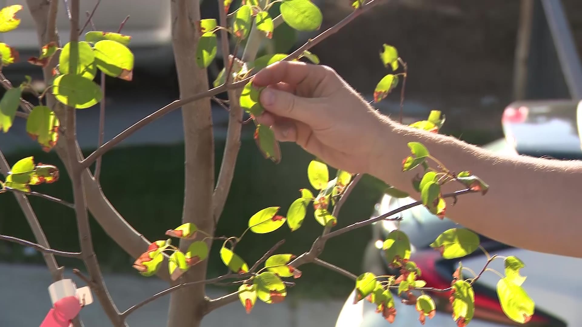 Some of burned leaves are seen on a tree in Walker’s front yard in this undated image.