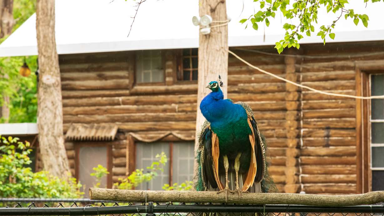 A peacock stands on a fence in front of the Allen Lodge at Allen Park in Salt Lake City April 28. Salt Lake City released the final plan for the park on Friday, outlining its future.