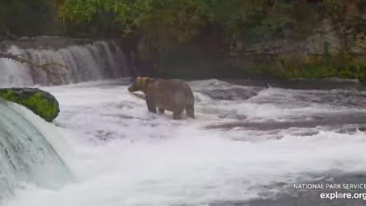 A brown bear wades into Brooks Falls at Katmai National Park in Alaska on Wednesday in this screenshot taken from a live stream of a web camera at the site.