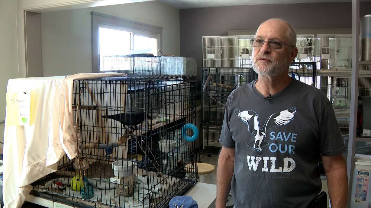 Buz Marthaler, co-founder of the Wildlife Rehabilitation Center of Northern Utah, spoke to KSL-TV on Wednesday, and said the center is struggling to reopen. However, there is light at the end of the tunnel.