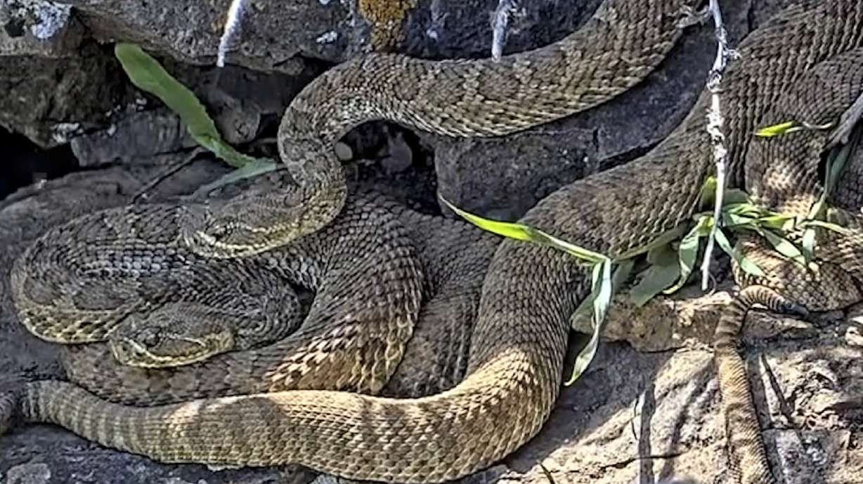 This undated image made from a video provided by Project RattleCam shows a "mega den" of rattlesnakes in a remote location in northern Colorado.