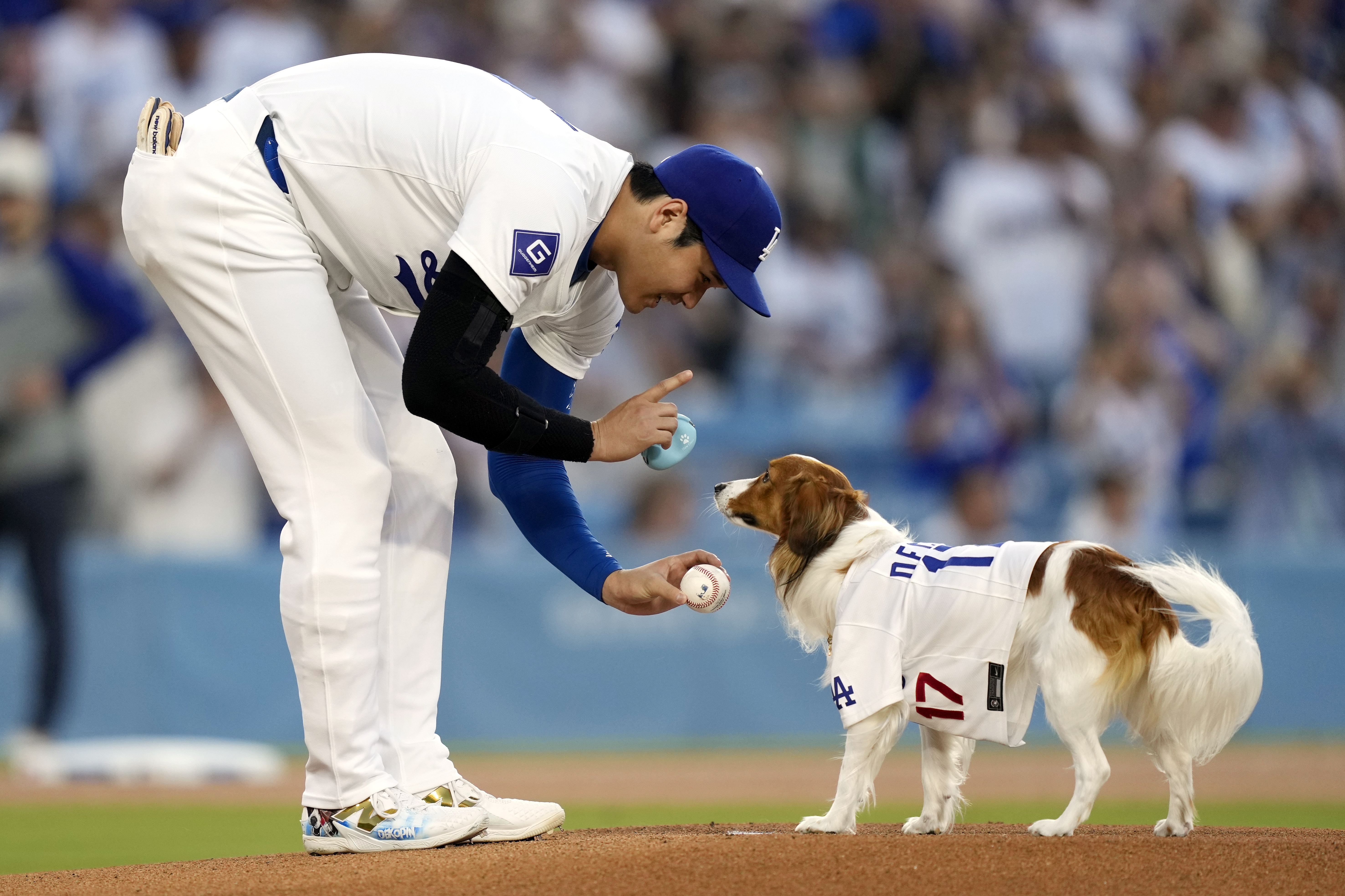Los Angeles Dodgers' Shohei Ohtani sets his dog Decoy at the mound before Decoy delivered the ceremonial first pitch prior to a baseball game between the Dodgers and the Baltimore Orioles, Wednesday, Aug. 28, 2024, in Los Angeles.