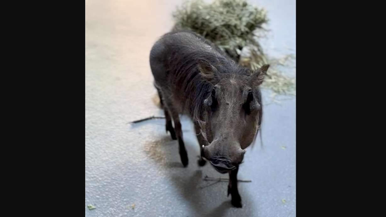 Tikiti the warthog has recently arrived at Utah's Hogle Zoo.