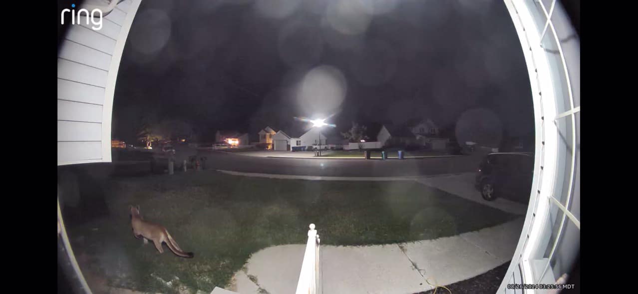 A mountain lion wanders through the front yard of a Lehi home on Monday. Police said the animal was located Thursday night and euthanized.