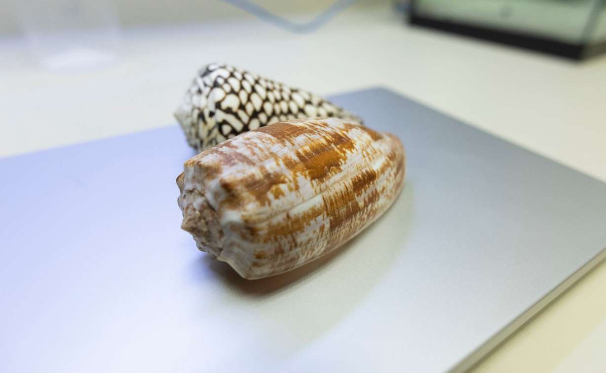 Shells from cone snails sit on post-doctoral researcher Ho Yan Yeung’s laptop inside of a lab in the Emma Eccles Jones Medical Research Building on the University of Utah campus in Salt Lake City on Tuesday. University of Utah researchers are exploring if the study of components of geography cone snail venom can lead to diabetes treatments.
