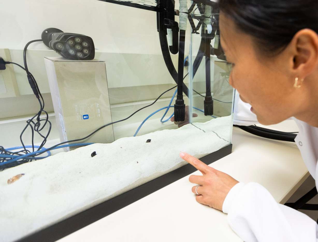 Post-doctoral researcher Ho Yan Yeung points to cone snails in a tank while explaining her research inside of a lab in the Emma Eccles Jones Medical Research Building on the University of Utah campus in Salt Lake City on Tuesday. University of Utah researchers are exploring if the study of components of geography cone snail venom can lead to diabetes treatments.
