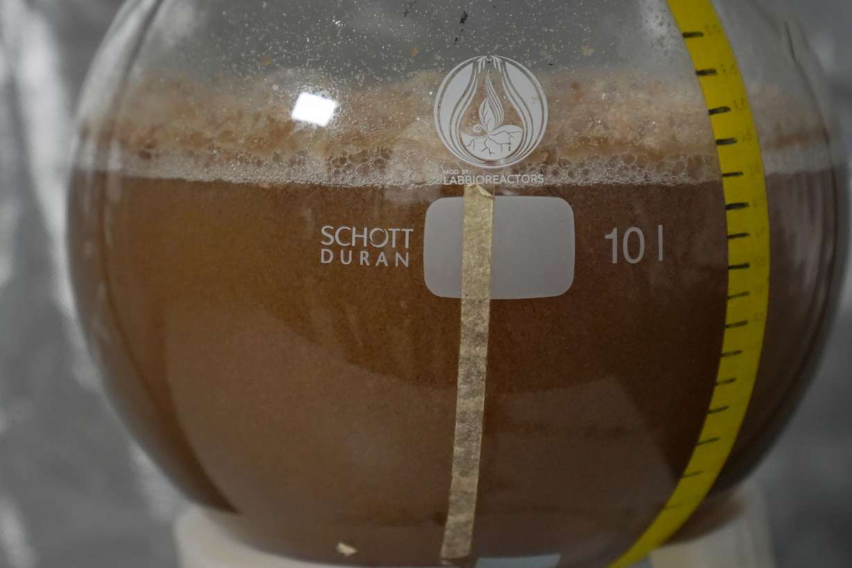 Cocoa cells are shown growing inside a container at the California Cultured lab in West Sacramento, Calif., Aug. 28.