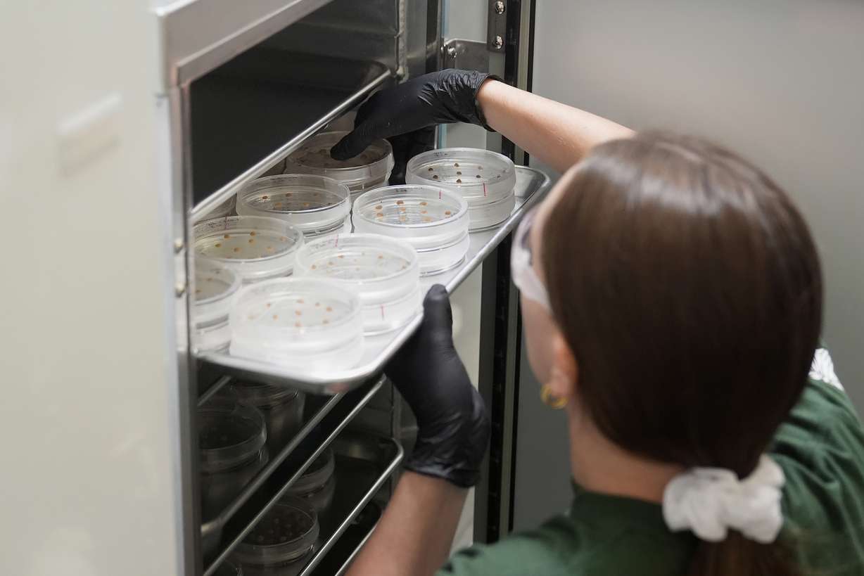 California Cultured lab technician Aubrey McKeand works on cell cultures in the company's lab in West Sacramento, Calif., Aug. 28.
