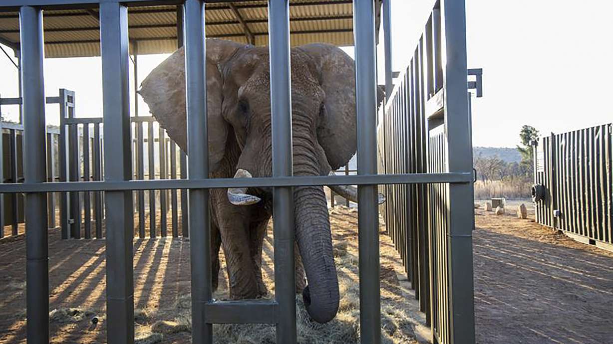 Charley, an aging 4-ton African elephant, enters his adaption enclosure to acclimatize at a reserve in South Africa, Aug. 19 after being transported from Pretoria's National Zoological Gardens.