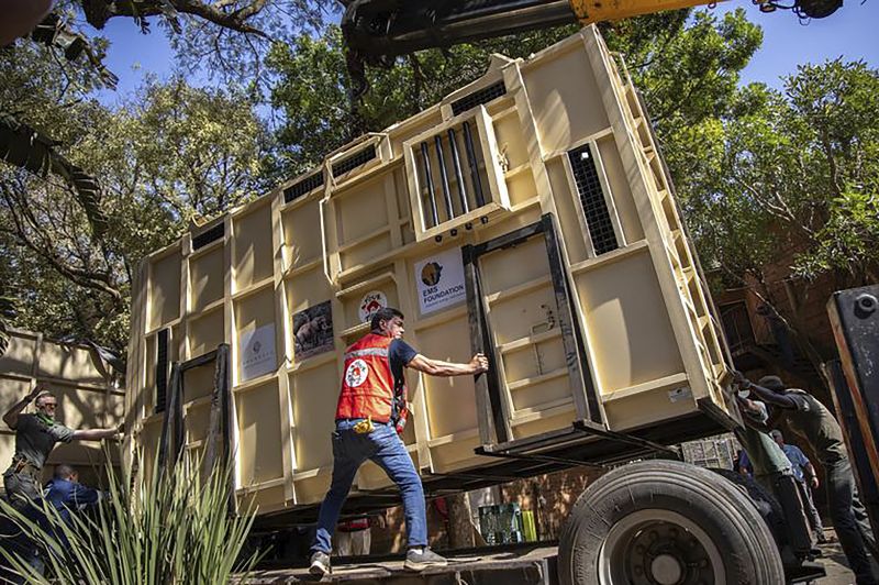 Amir Khalil secures Charley, an aging 4-ton African elephant inside a container at the Pretoria's National Zoological Gardens before the elephant's transportation to the Shambala Private Game Reserve, South Africa, Aug. 19.