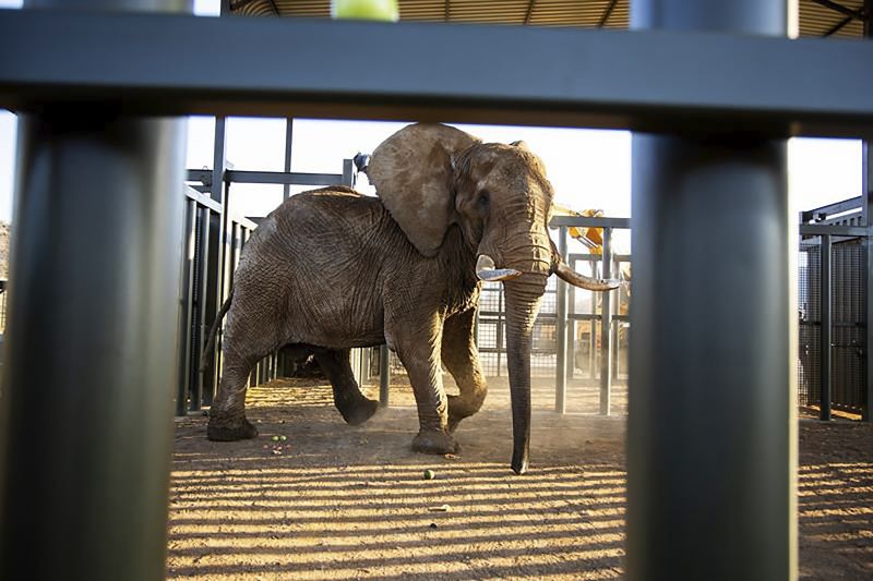 Charley, an aging 4-ton African elephant, enters his adaption enclosure to acclimatize, at the Shambala Private Game Reserve, South Africa, Aug. 19 after being transported from Pretoria's National Zoological Gardens.