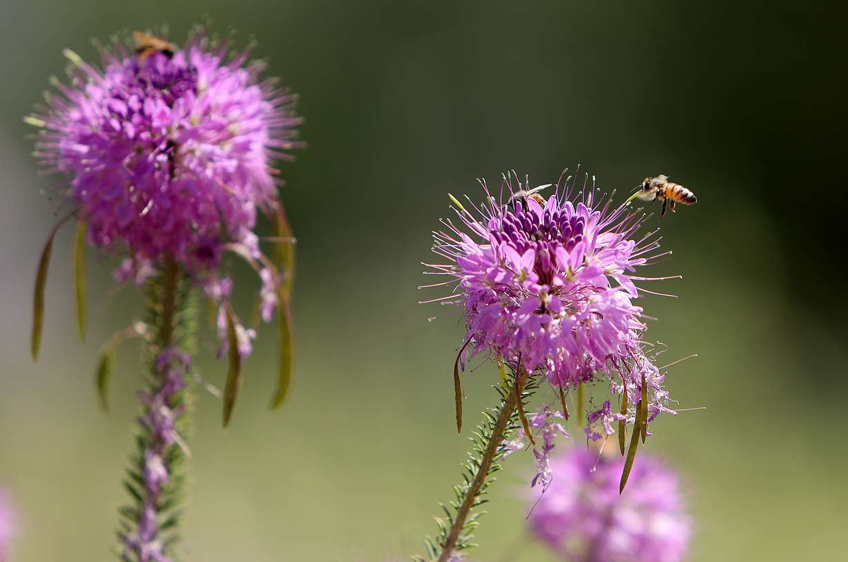 Bees move around by the Jordan River Parkway Trail and the Big Bend Nature Park and Preserve in West Jordan on Friday.