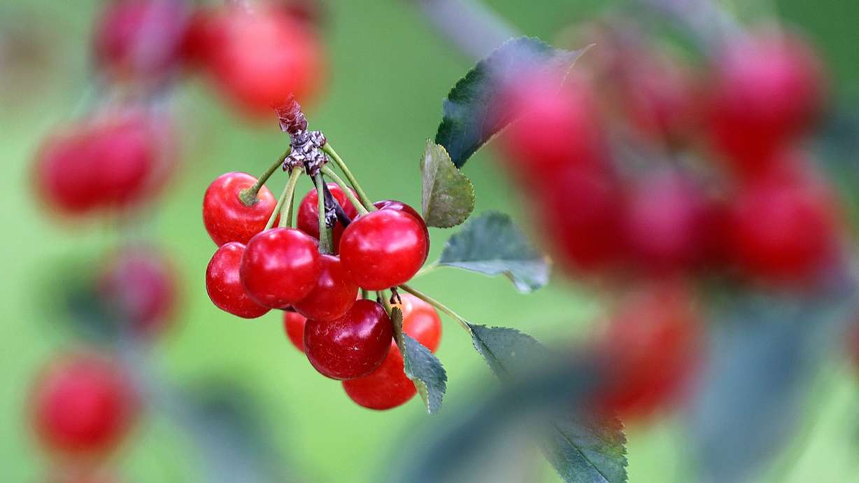 Cherries are pictured at Chad Rowley’s farm in Payson on July 27, 2023. Utah is No. 2 in the nation for the volume of its tart cherry production, growing 33 million pounds annually.