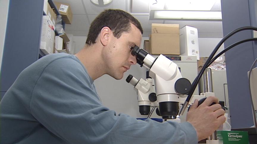 Researchers study possibility of humans regrowing limbs