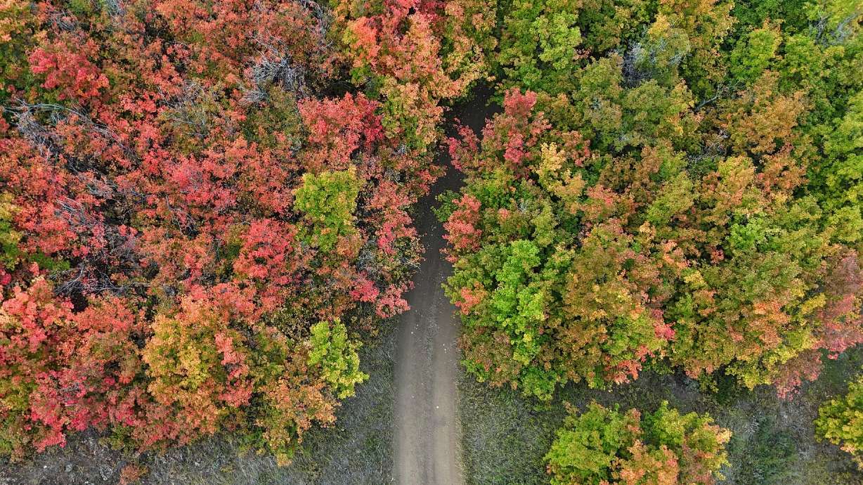 An aerial view of colors beginning to turn near Bear Lake on Wednesday.
