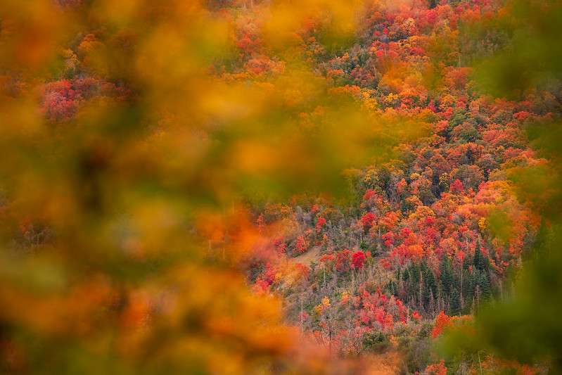 Fall foliage visible near Nebo Loop National Scenic Byway close to Payson is pictured on Oct. 1, 2023.