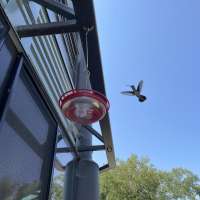 Air quality, light pollution impacts bird migration and human health