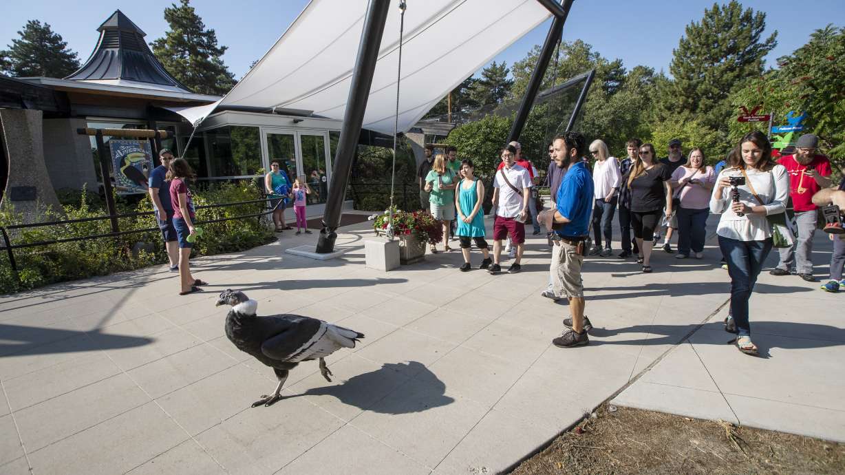 Tracy Aviary visitors watch Andy N. Condor as he walks around during International Vulture Awareness Day in Salt Lake City on Sept. 1, 2018. A new statue honoring the Andean condor will be unveiled Saturday, a little over a year after his death.