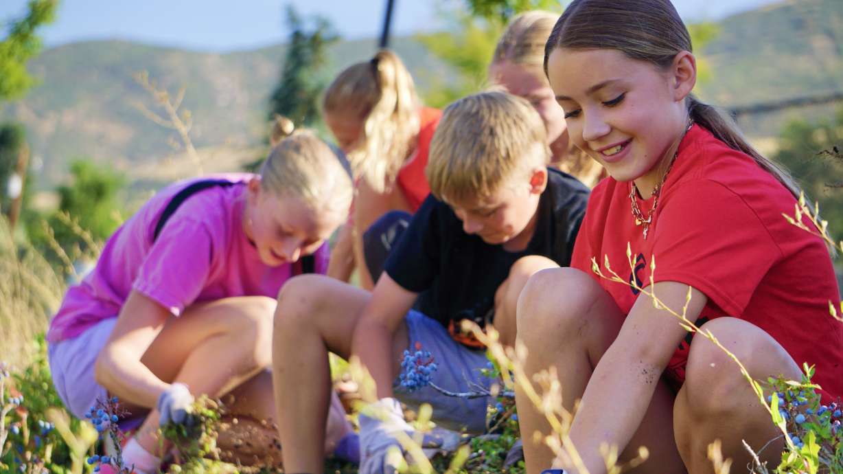 Youth from The Church of Jesus Christ of Latter-Day Saints' Centerville South Stake pick weeds at Island View Park in Centerville, as part of the National Day of Service, Saturday.
