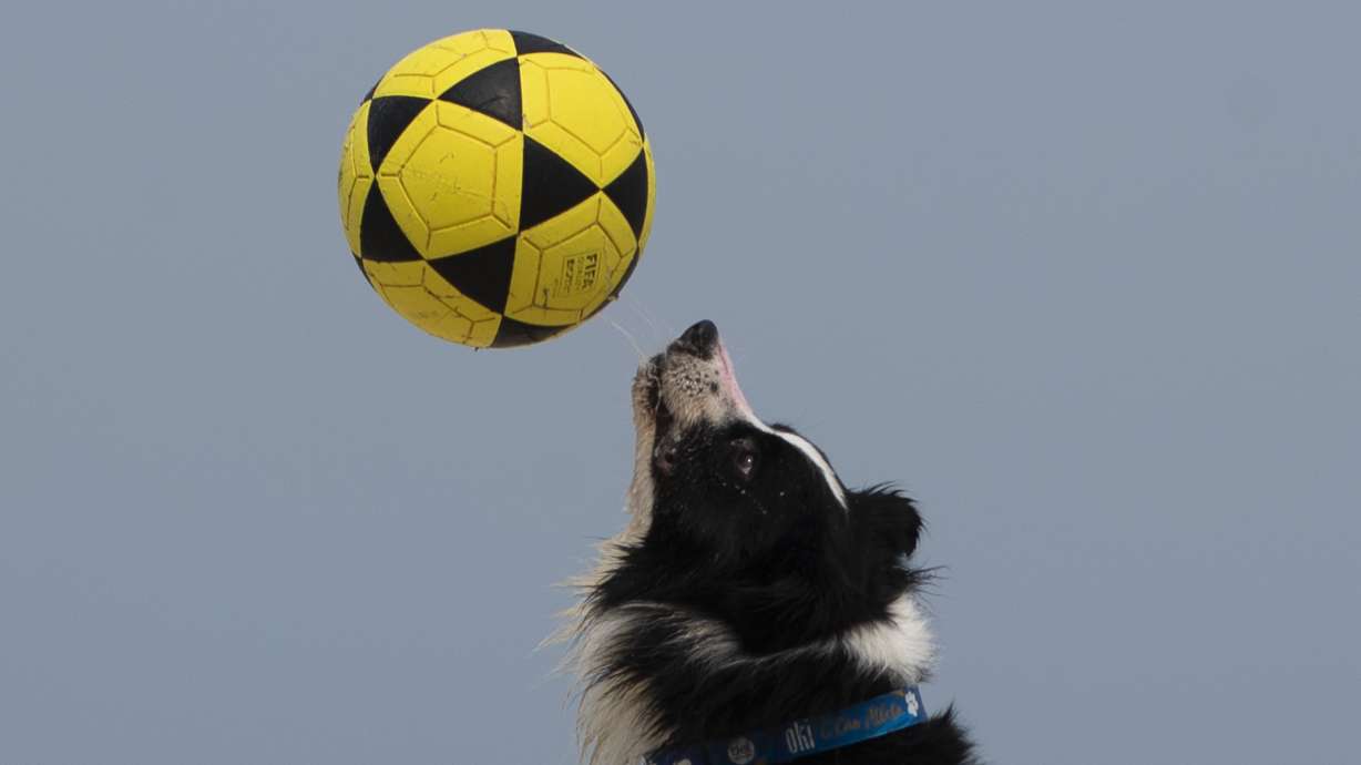 The border collie named Floki plays footvolley, a combination of soccer and volleyball, on Leblon beach in Rio de Janeiro, Sunday, Sept. 8, 2024.