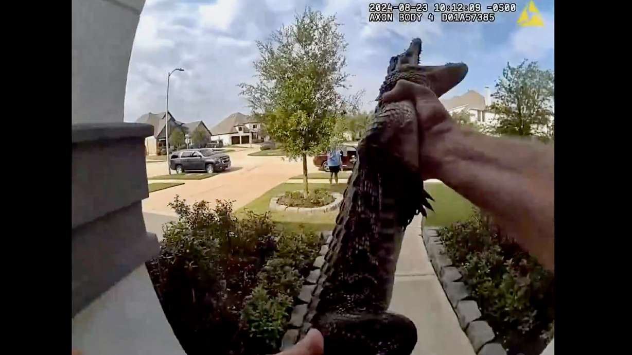 A police officer in Fulshear, Texas, apprehended a small alligator on the porch of a home using his bare hands on Aug. 23.