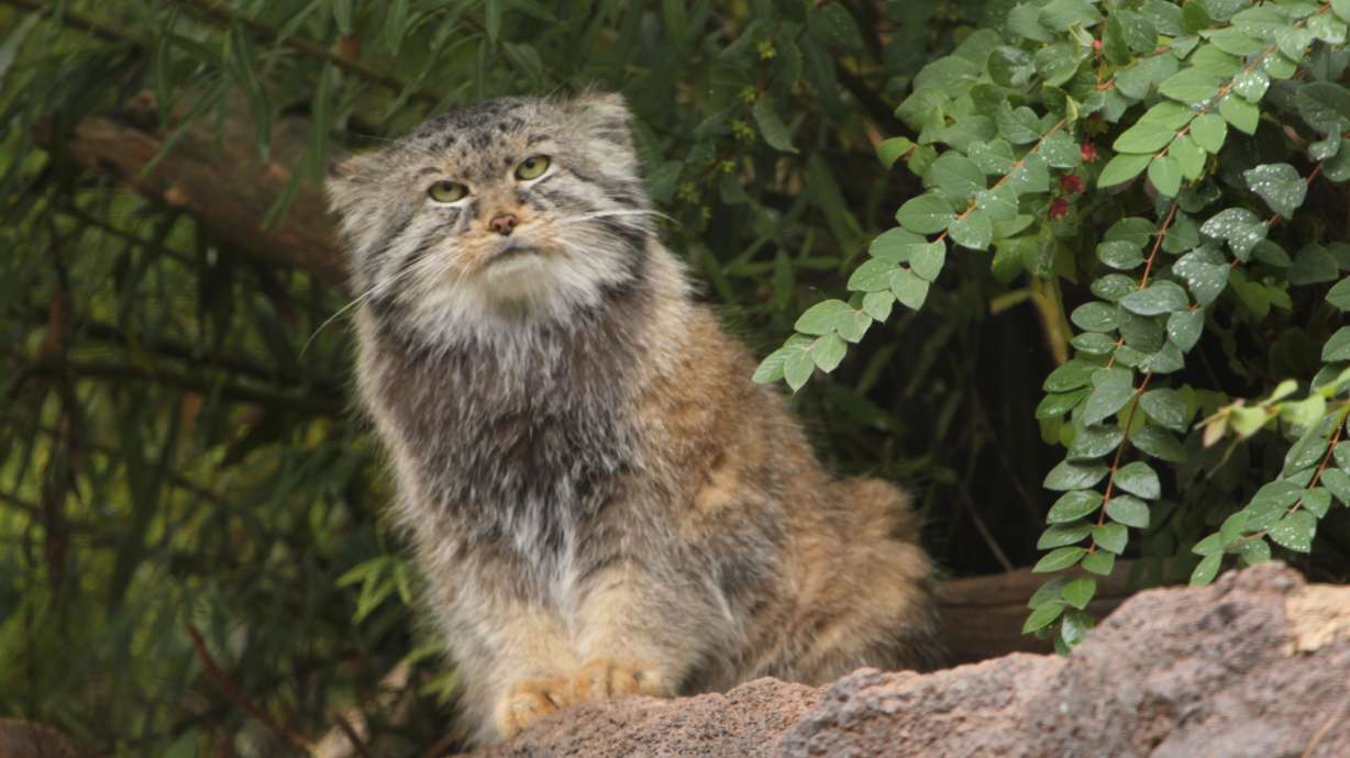 Petenka, a 13-year-old male Pallas cat, died Sunday after experiencing seizures, Utah's Hogle Zoo announced Wednesday.