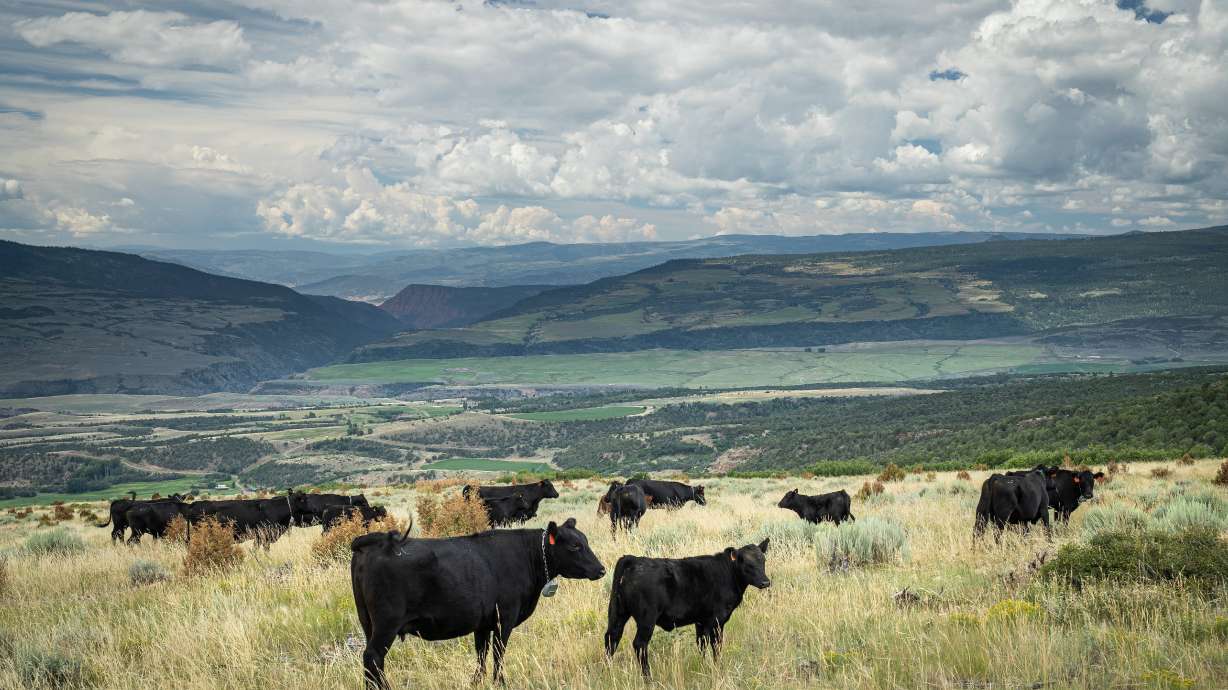 Cattle using VENCE GPS collars, an advanced virtual fence technology, are pictured at Luark Ranch, Eagle County, Colo, in this undated image.