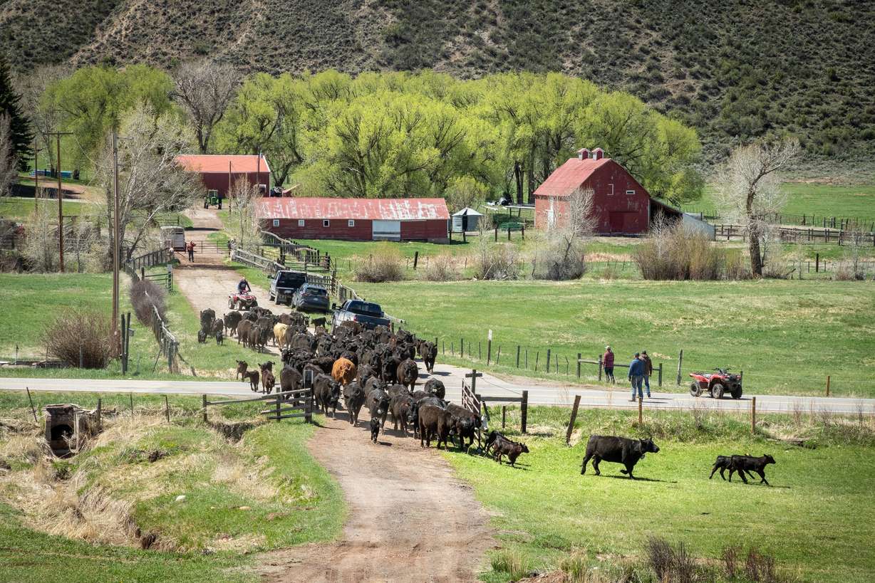 Cows with VENCE GPS collars, an advanced virtual fence technology, being turned out into a pasture at Brush Creek Valley Ranch, Eagle County, Colo., in the spring of 2023.