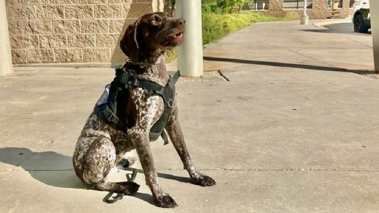 Piper, the new firearms- and explosives-sniffing K-9 serving Ogden School District schools, in an undated photo at Ben Lomond High School in Ogden. Ogden Police Officer R. Mackley handles the K-9.