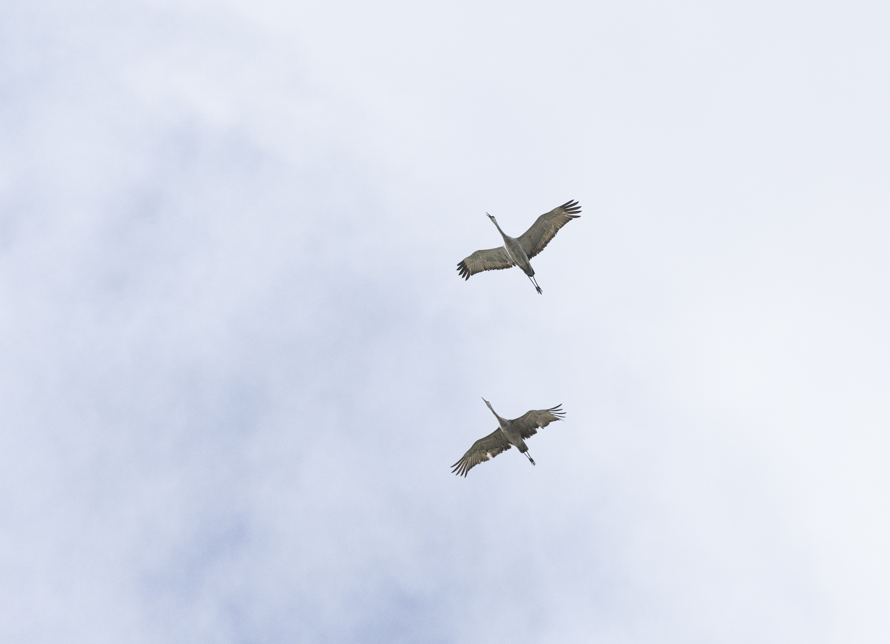 Sandhill Cranes fly over during a press conference held by the Great Salt Lake Watershed Enhancement Trust at the Utah Lake Control Gates at Inlet Park in Saratoga Springs on Monday.