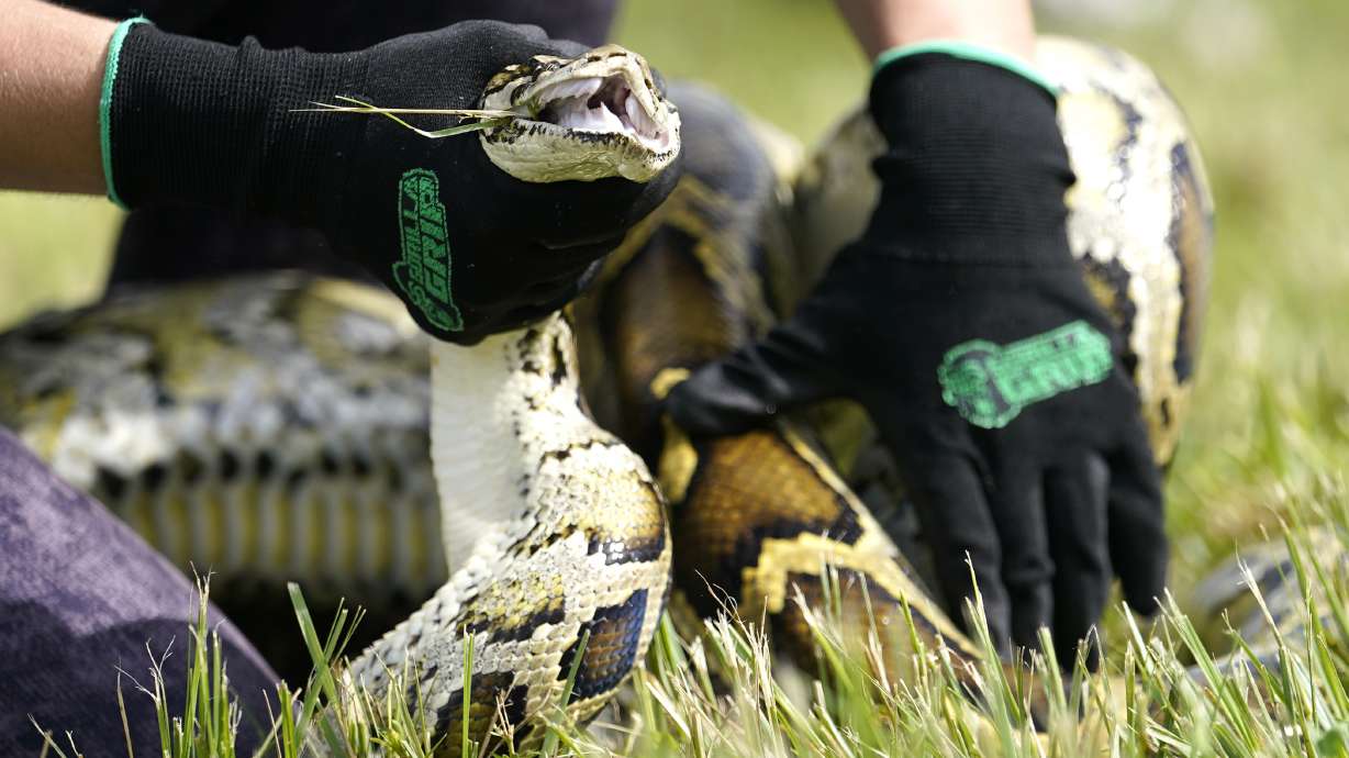 A Burmese python is held during a safe capture demonstration at a media event for the 2022 Florida Python Challenge, June 16, 2022, in Miami. The winner of the Florida Python Challenge removed 20 Burmese pythons from the Everglades.