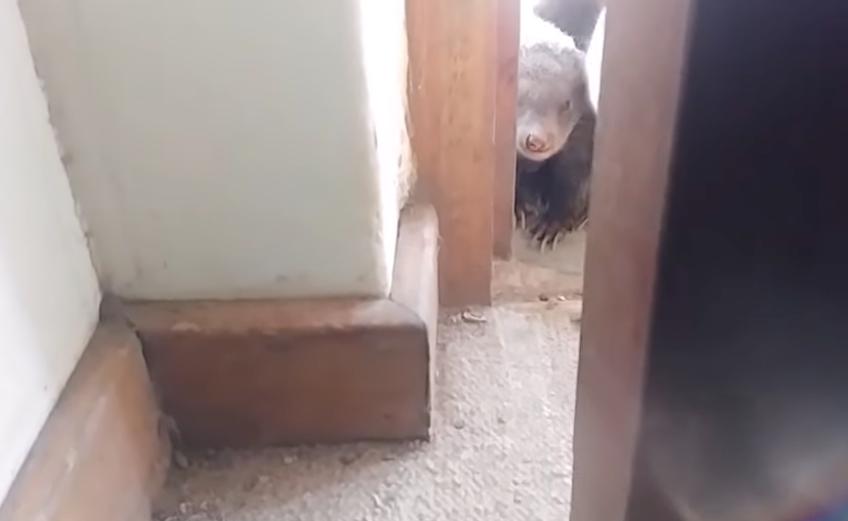 A mongoose (and his friends) take a gander inside this home.