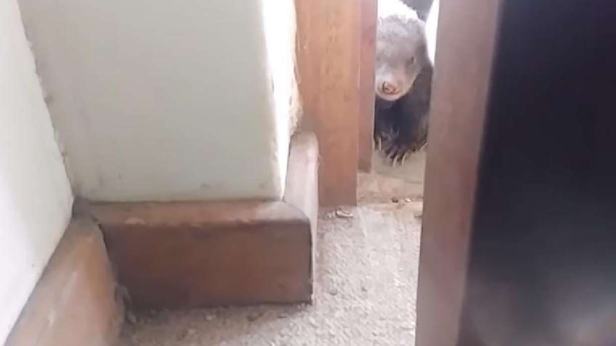 A mongoose (and his friends) take a gander inside this home.