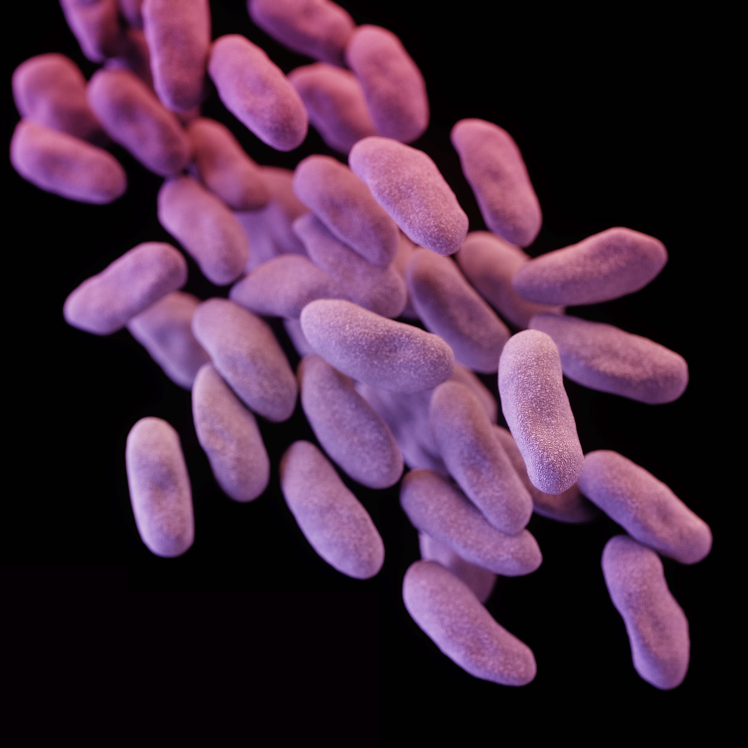 This illustration released by the Centers for Disease Control and Prevention shows a group of carbapenem-resistant Enterobacteriaceae bacteria. Drug resistant superbugs could kill more than 39 million people by 2050.