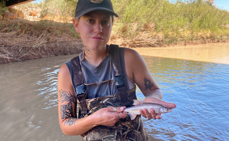 The Bonytail chub is a critically endangered fish species that is one of three native to these tributaries, seen in this undated photo. 